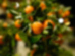 orange tree