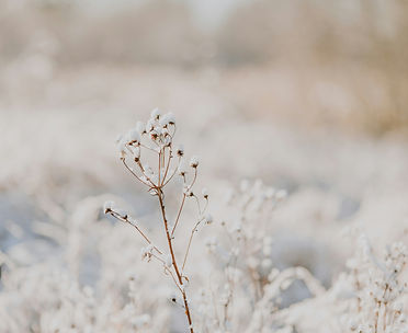 Image by Anita Austvika