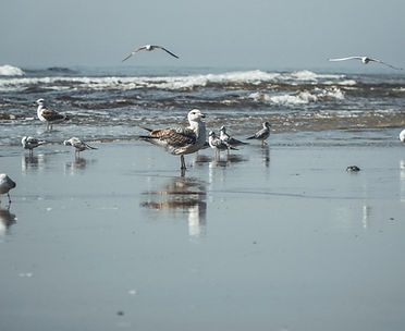Seagulls on Shore